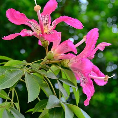 ag真人国际官网手机app下载